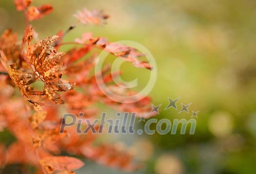 Red rowan leaves