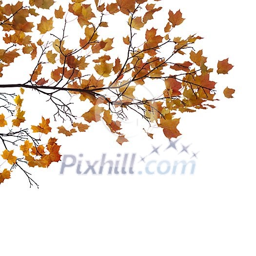 Branch with maple leaves on white background