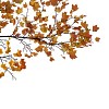 Branch with maple leaves on white background