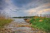 Recently cleaned way through bulrush