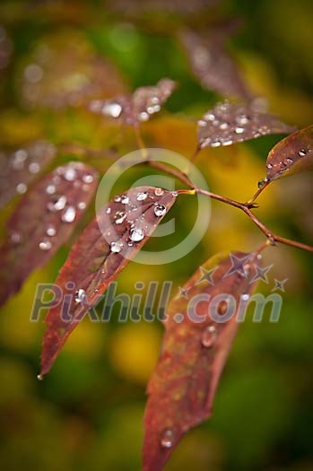 Waterdrops on autumn leaves Waterdrops on autumn leaves