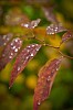 Waterdrops on autumn leaves