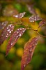 Waterdrops on autumn leaves