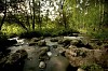 River flowing in the forest