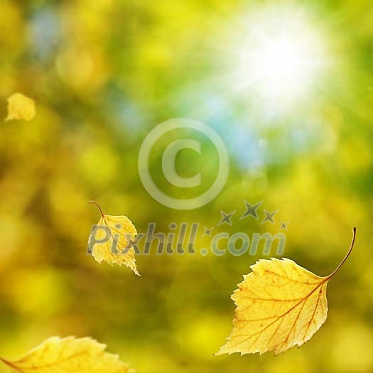 Falling birch leaves on a sunny autumn background