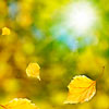 Falling birch leaves on a sunny autumn background