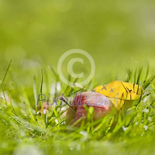 Apple with yellow leaf on the ground Apple with yellow leaf on the ground