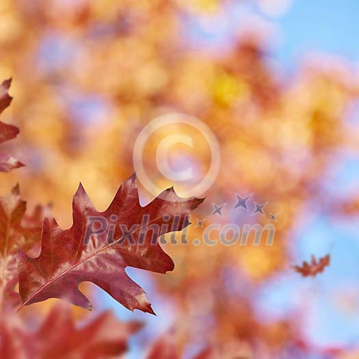 Red oak leaves on a tree