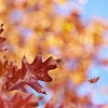 Red oak leaves on a tree
