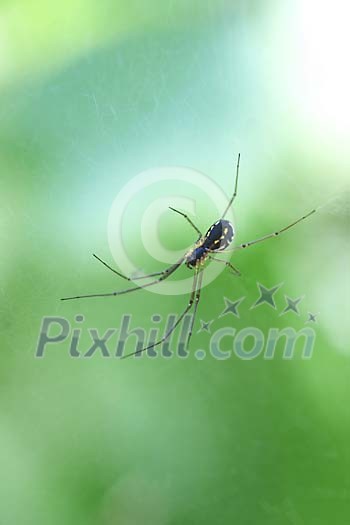Spider on spider web Spider on spider web