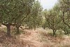 Olive tree plantation