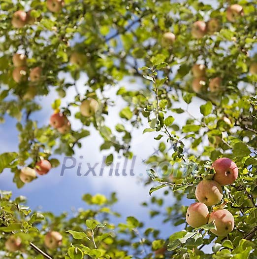 Loads of apples on an apple tree