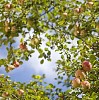 Loads of apples on an apple tree