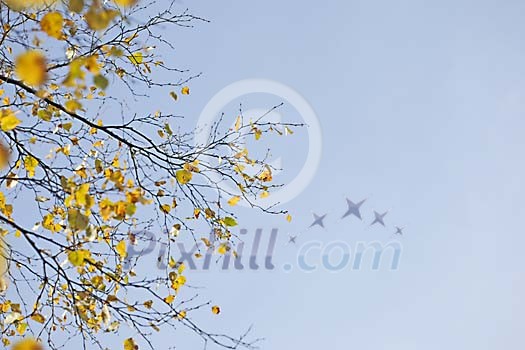 Birch at the end of the autumn Birch at the end of the autumn