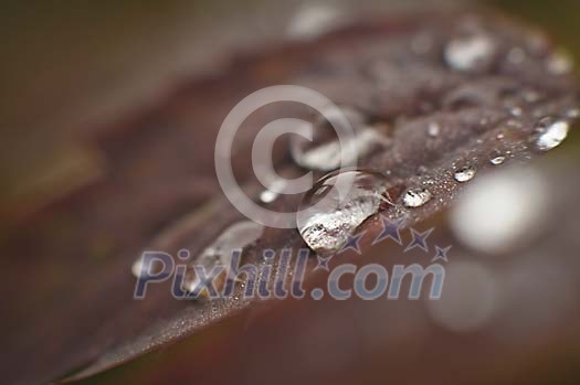 Closeup of waterdrops on a leaf