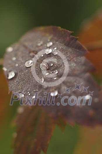 Waterdrops on a brown leaf
