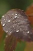 Waterdrops on a brown leaf