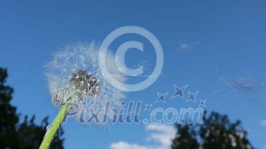 Dandelion seeds flying away