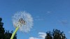 Dandelion seeds flying away