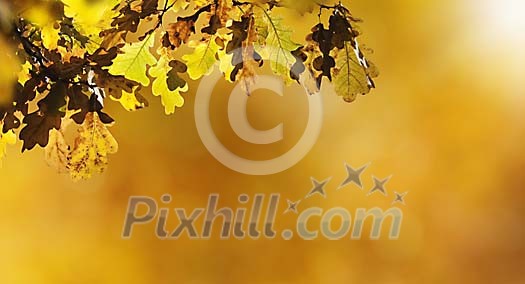 Oak leafs in golden sunshine