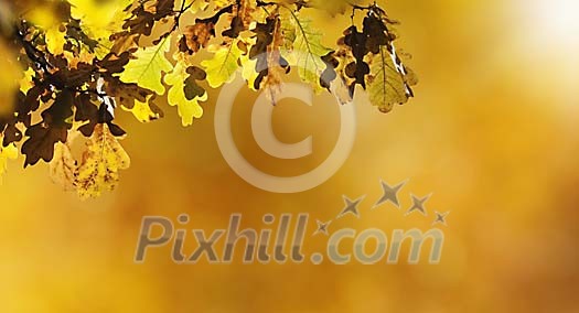 Oak leafs in golden sunshine Oak leafs in golden sunshine