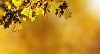 Oak leafs in golden sunshine