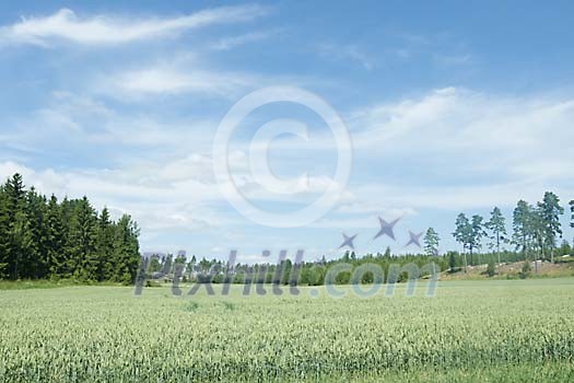 Sunny day over the green field Sunny day over the green field
