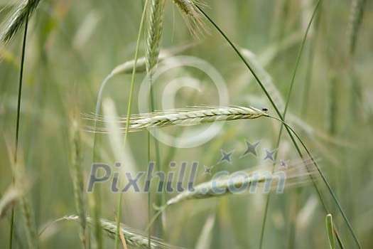 Green rye growing