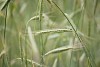 Green rye growing