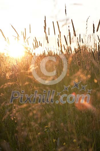Grass and hay in sunset
