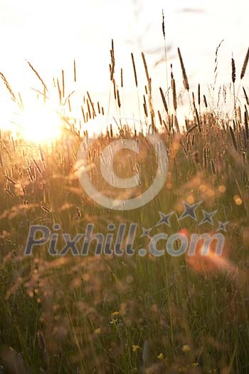 Grass and hay in sunset Grass and hay in sunset