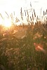 Grass and hay in sunset