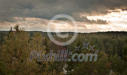 Autumn treetops