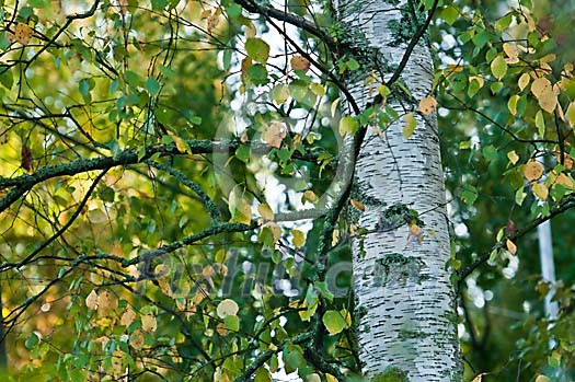 Birch leaves changing colour Birch leaves changing colour