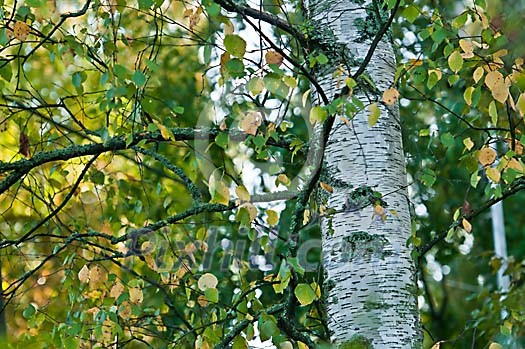 Birch leaves changing colour