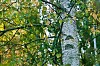 Birch leaves changing colour