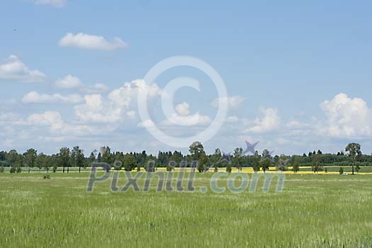 Summery green meadow