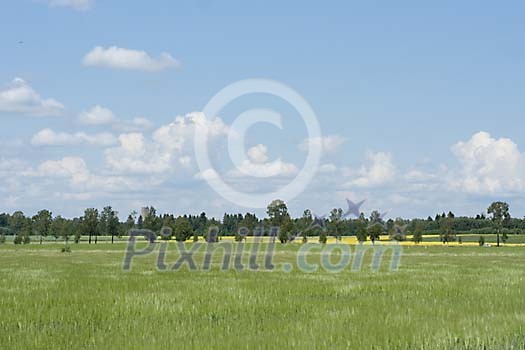 Summery green meadow Summery green meadow