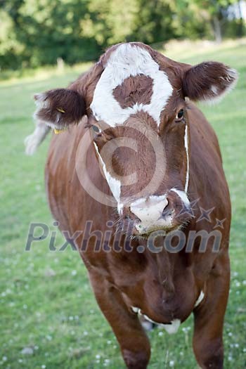 Cow looking straight to the camera