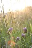 Evening sun shining on the meadow