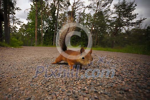Cute squirrel on the ground