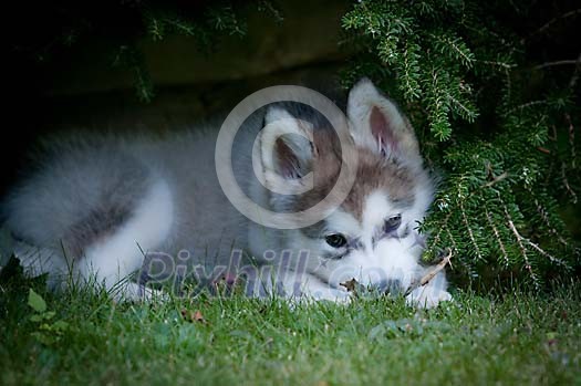 Puppy chewing a stick on the grass