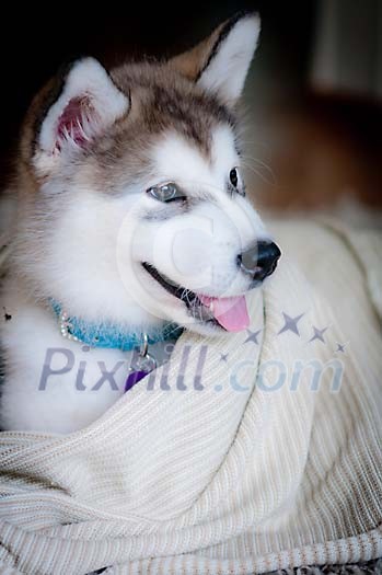 Cute puppy under the blanket Cute puppy under the blanket