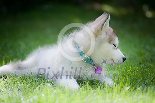 Cute tired puppy on the grass