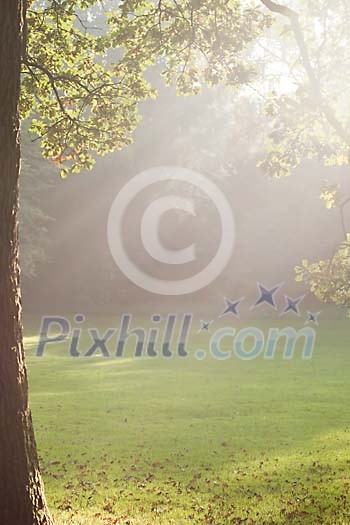 Autumn sun shining on an oaktree