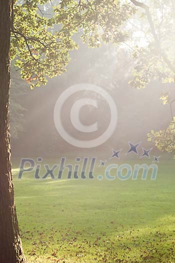 Autumn sun shining on an oaktree Autumn sun shining on an oaktree