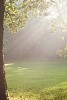 Autumn sun shining on an oaktree