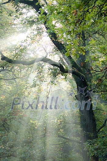 Sun shining through the oaktree branches