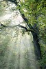 Sun shining through the oaktree branches