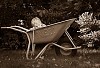 Boy hiding in the wheelbarrow